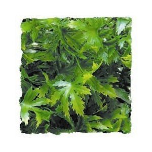 Zoo Med Kunst Planten Medium Cannabis 46 cm